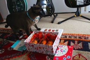 Gift Styling for a 1960’s Cat